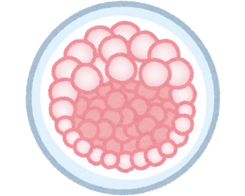 Adana Yumurta Rezervi Düşüklüğü (AMH Düşüklüğü) ve Kişiye Özel Tedavi Yaklaşımları