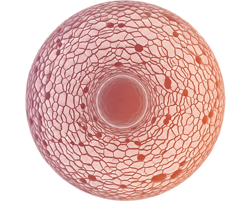Adana Yumurta Takibi ve Ovülasyon İndüksiyonu